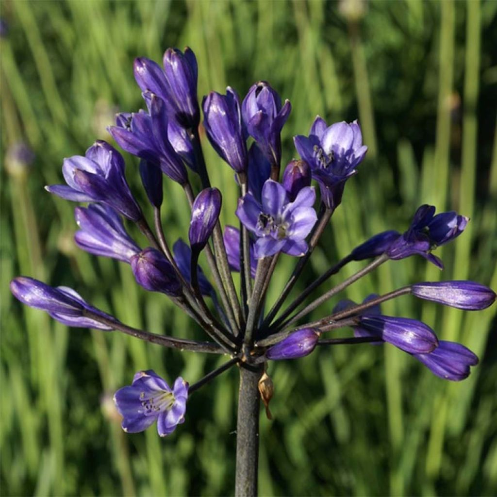 Agapanthe Intermedius