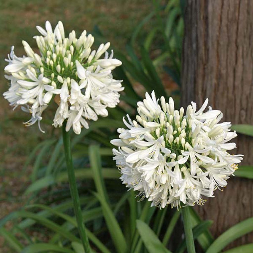 Agapanthe africanus (umbellatus) Albus