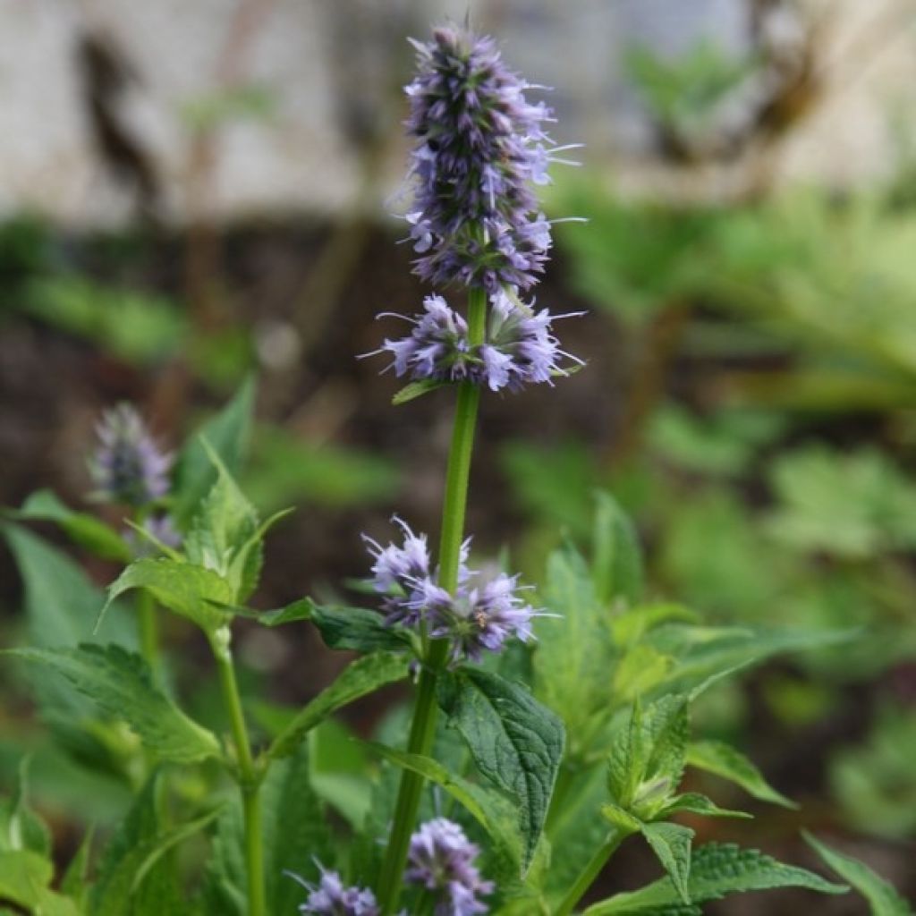 Agastache Blue Fortune