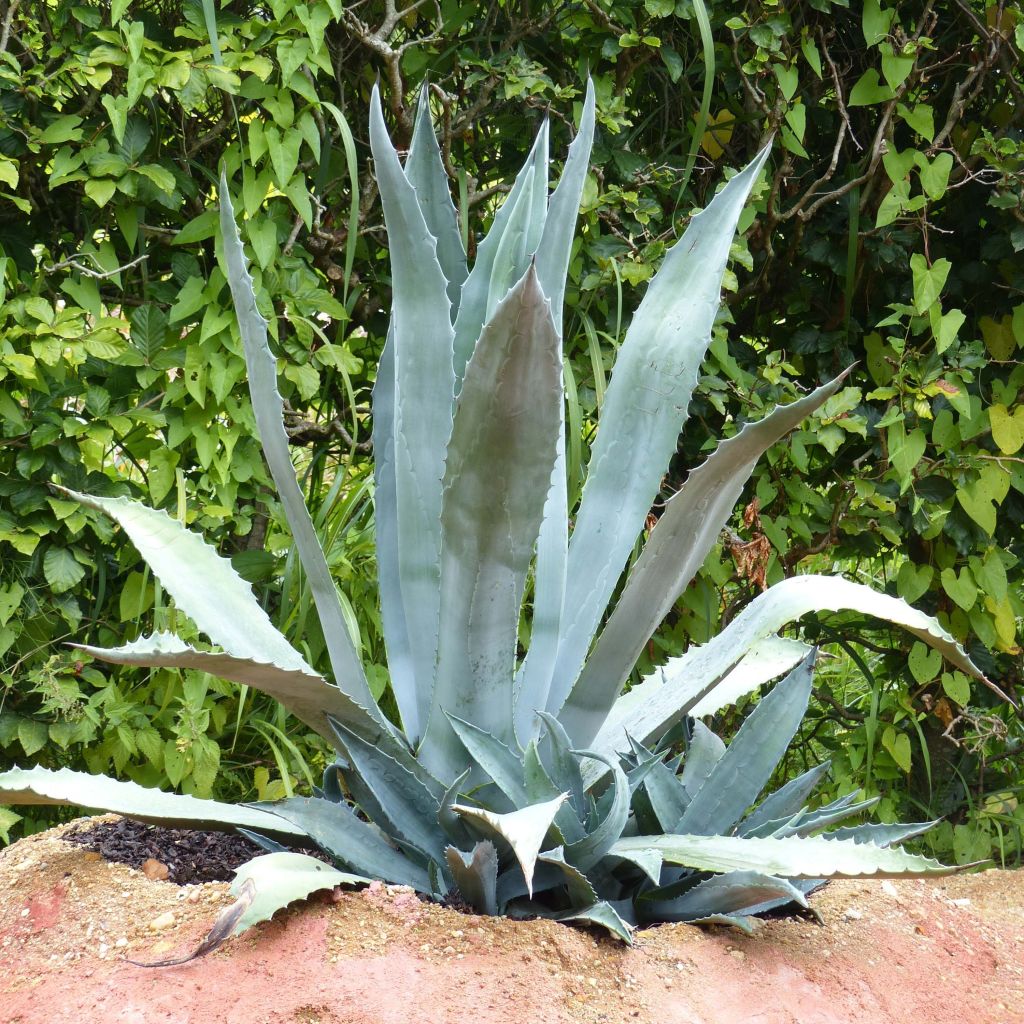 Agave americana - Agave d'Amérique