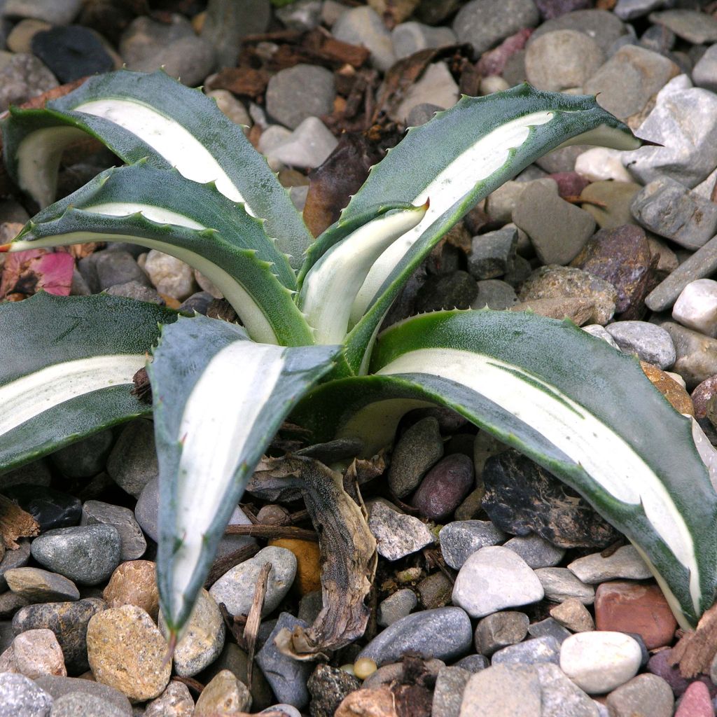 Agave Mediopicta Alba - Agave d'Amérique