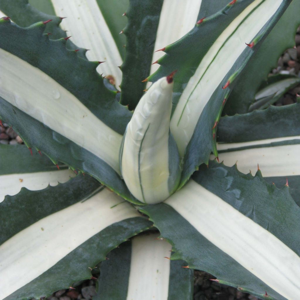 Agave Mediopicta Alba - Agave d'Amérique