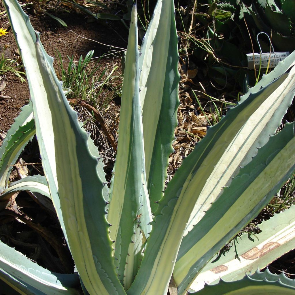 Agave Mediopicta Alba - Agave d'Amérique