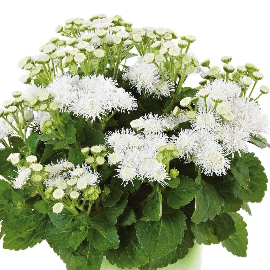 Ageratum Cushion White - Agérate du Mexique