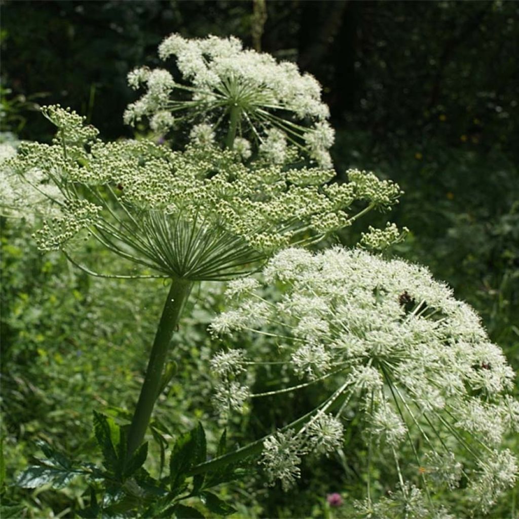 Peucedanum ostruthium Daphnis, Imperatoire