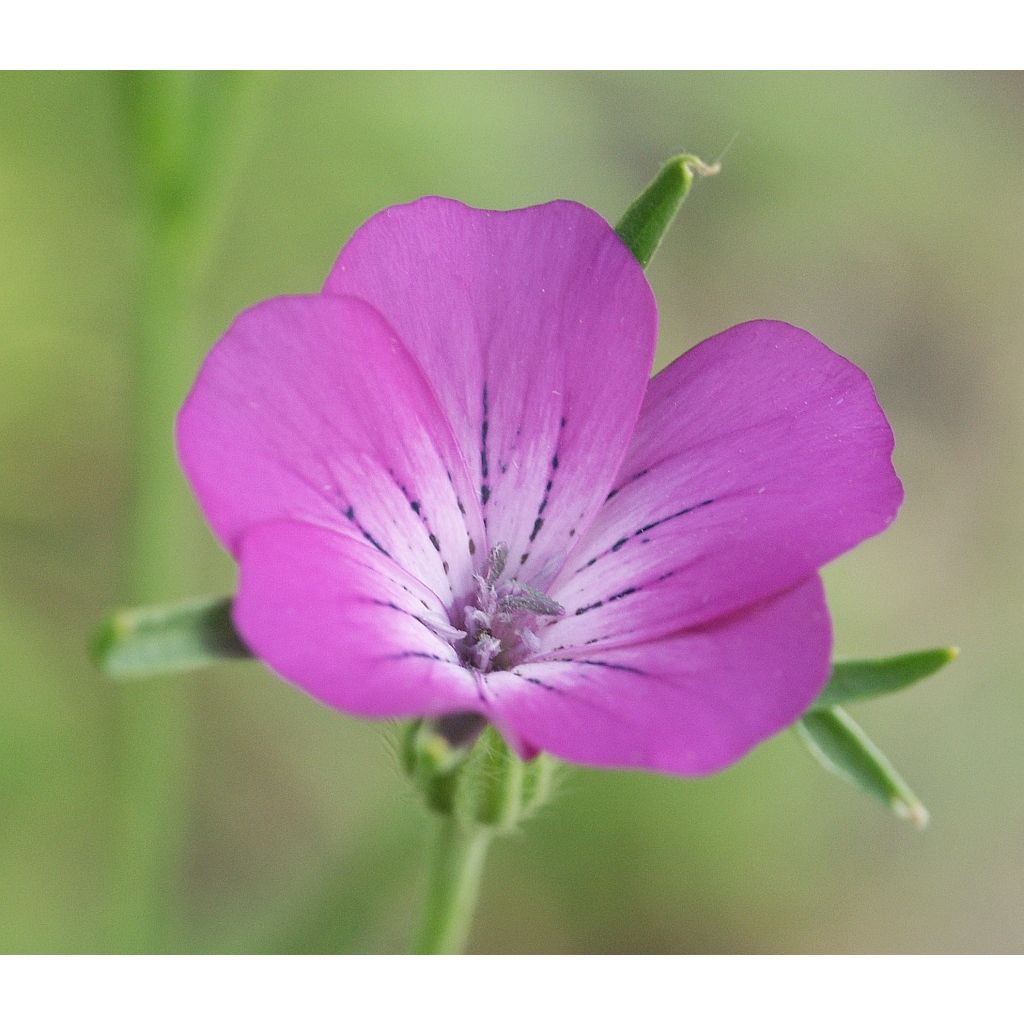 Graines de Nielle des blés - Agrostemma githago