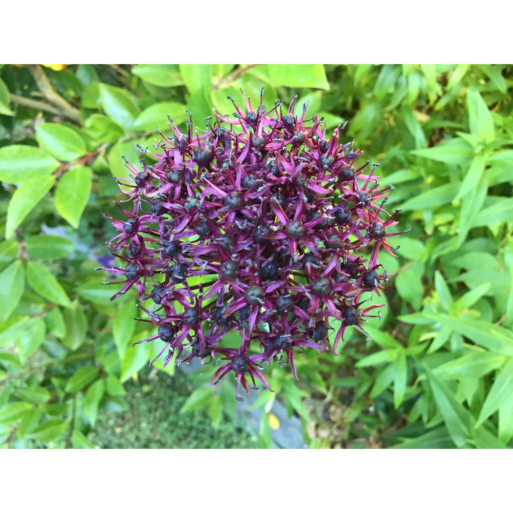 Ail d'ornement - Allium atropurpureum
