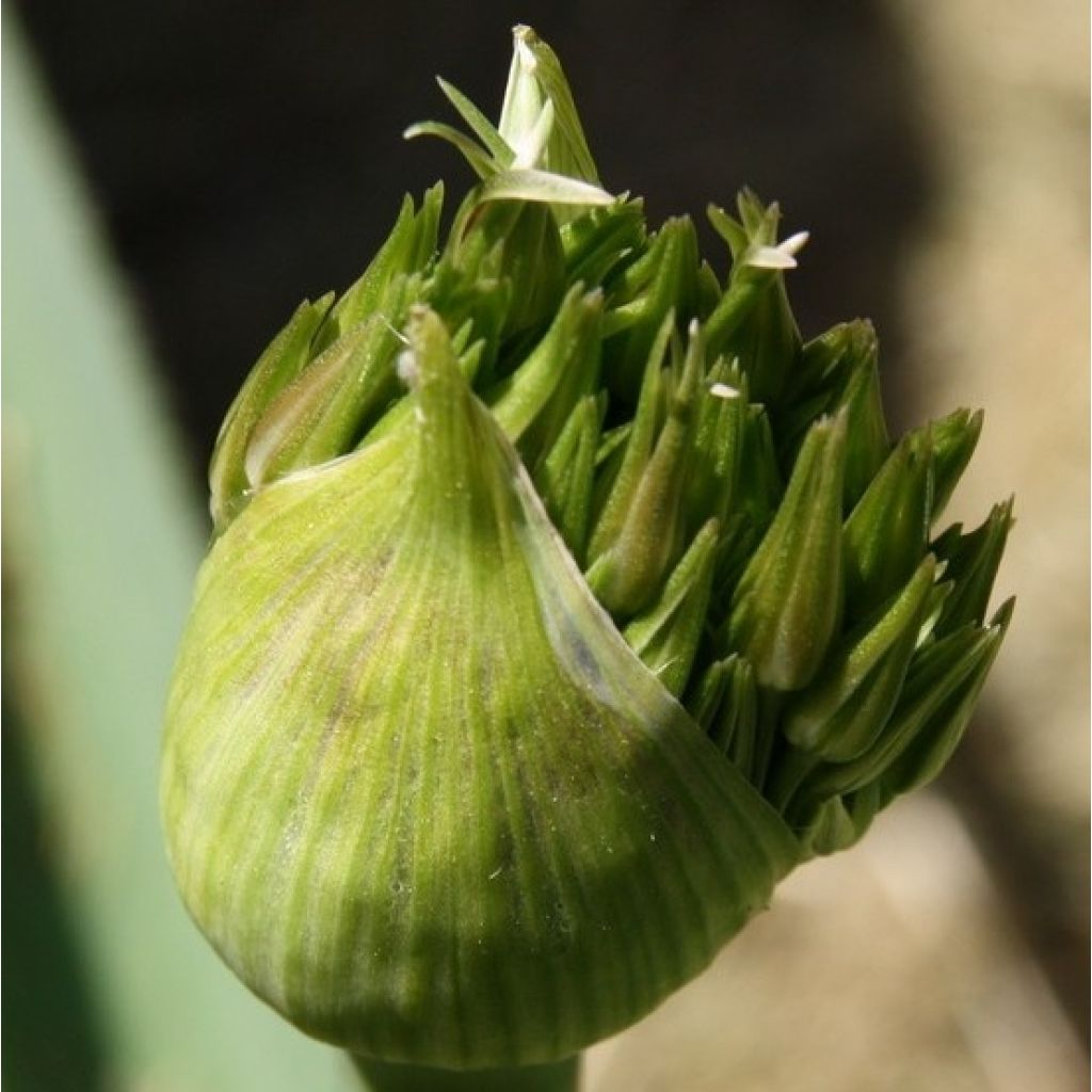 Ail d'ornement Etoile de Perse - Allium christophii ou albopilosum