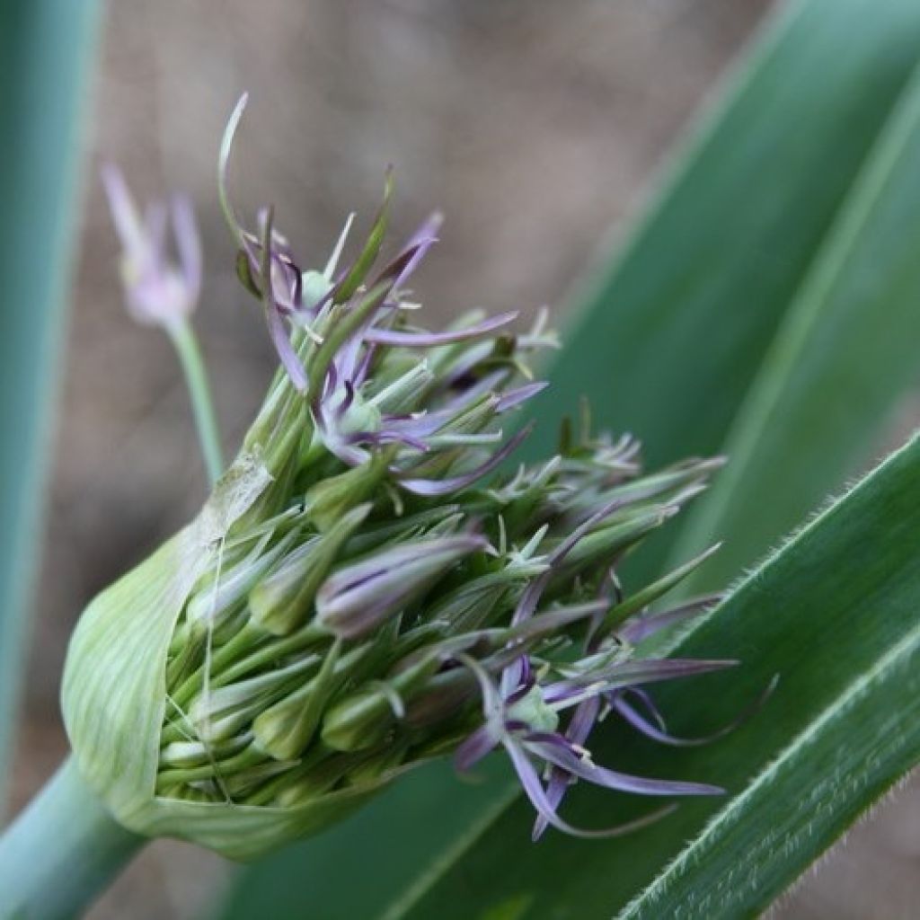 Ail d'ornement Etoile de Perse - Allium christophii ou albopilosum