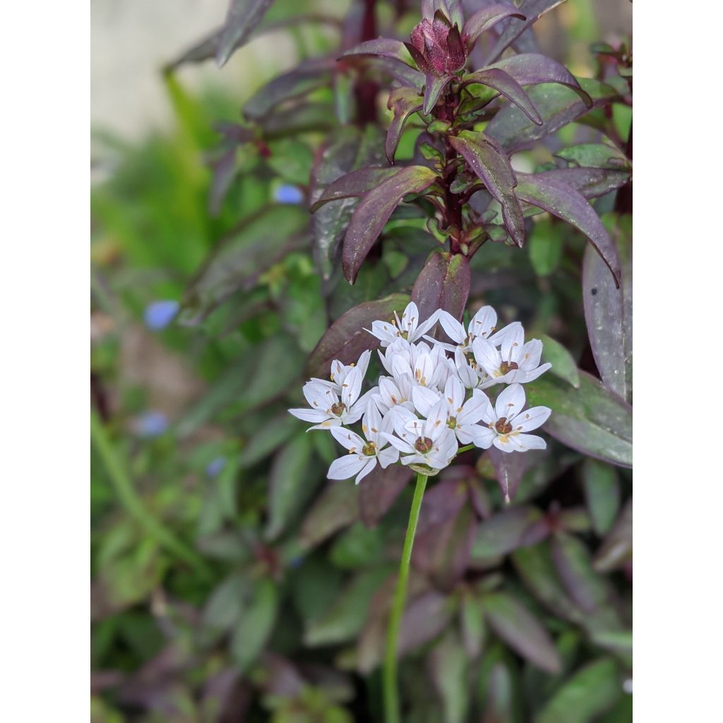 Ail d'ornement - Allium neapolitanum