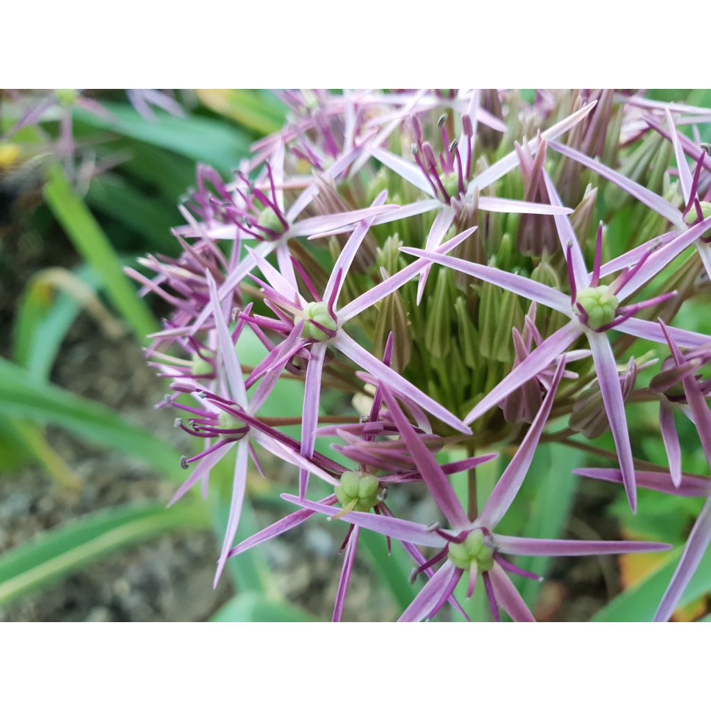 Ail d'ornement Etoile de Perse - Allium christophii ou albopilosum