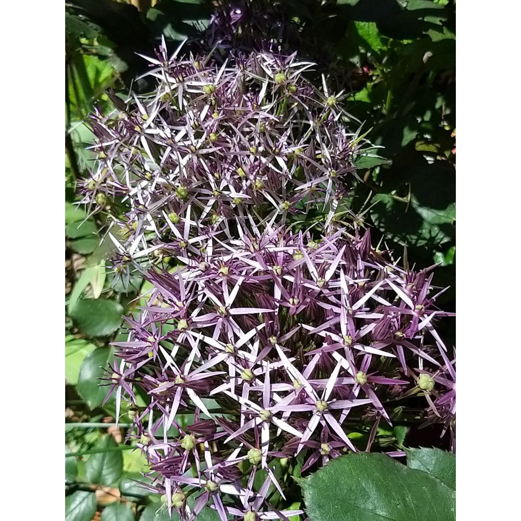 Ail d'ornement Etoile de Perse - Allium christophii ou albopilosum