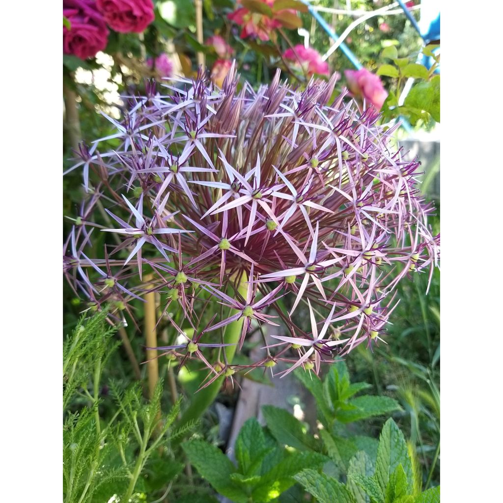 Ail d'ornement Etoile de Perse - Allium christophii ou albopilosum