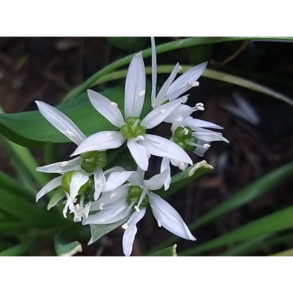 Ail des Ours - Allium ursinum