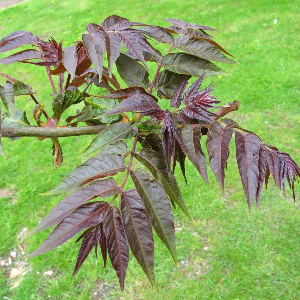 Ailanthus altissima Purple Dragon - Faux-Vernis du Japon.