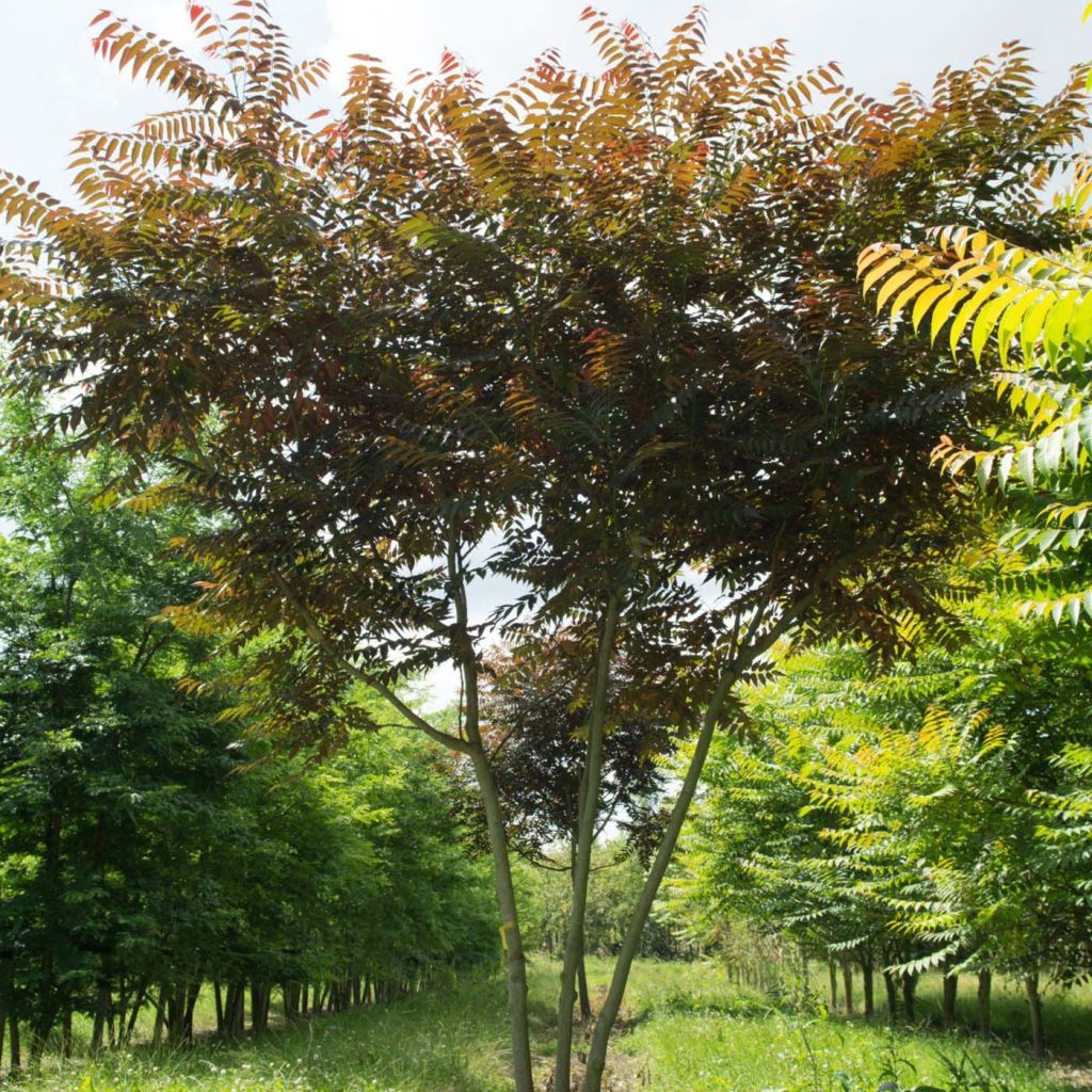 Ailanthus altissima Purple Dragon - Faux-Vernis du Japon.