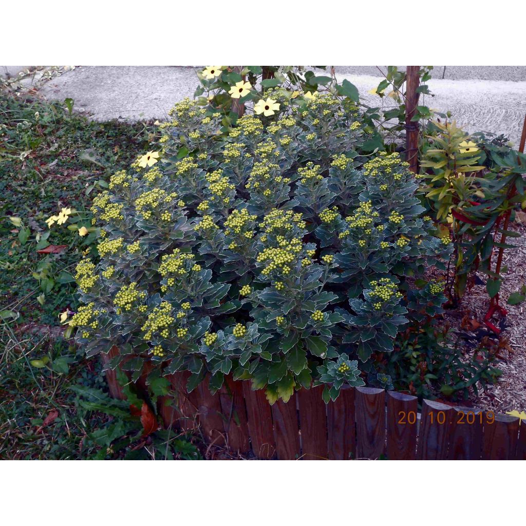 Ajania pacifica Gold and Silver - Chrysanthème du Pacifique