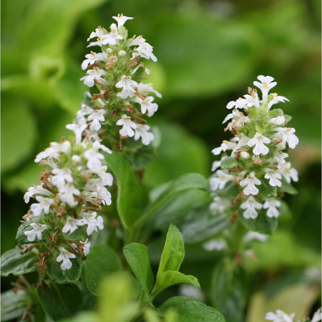 Bugle rampante - Ajuga reptans Sanne