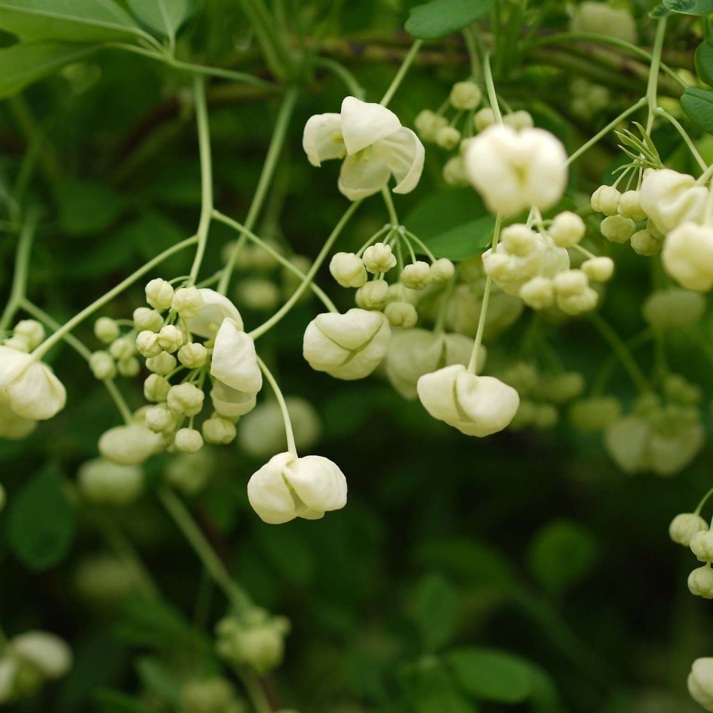 Akebia quinata Alba - Akébie à cinq feuilles