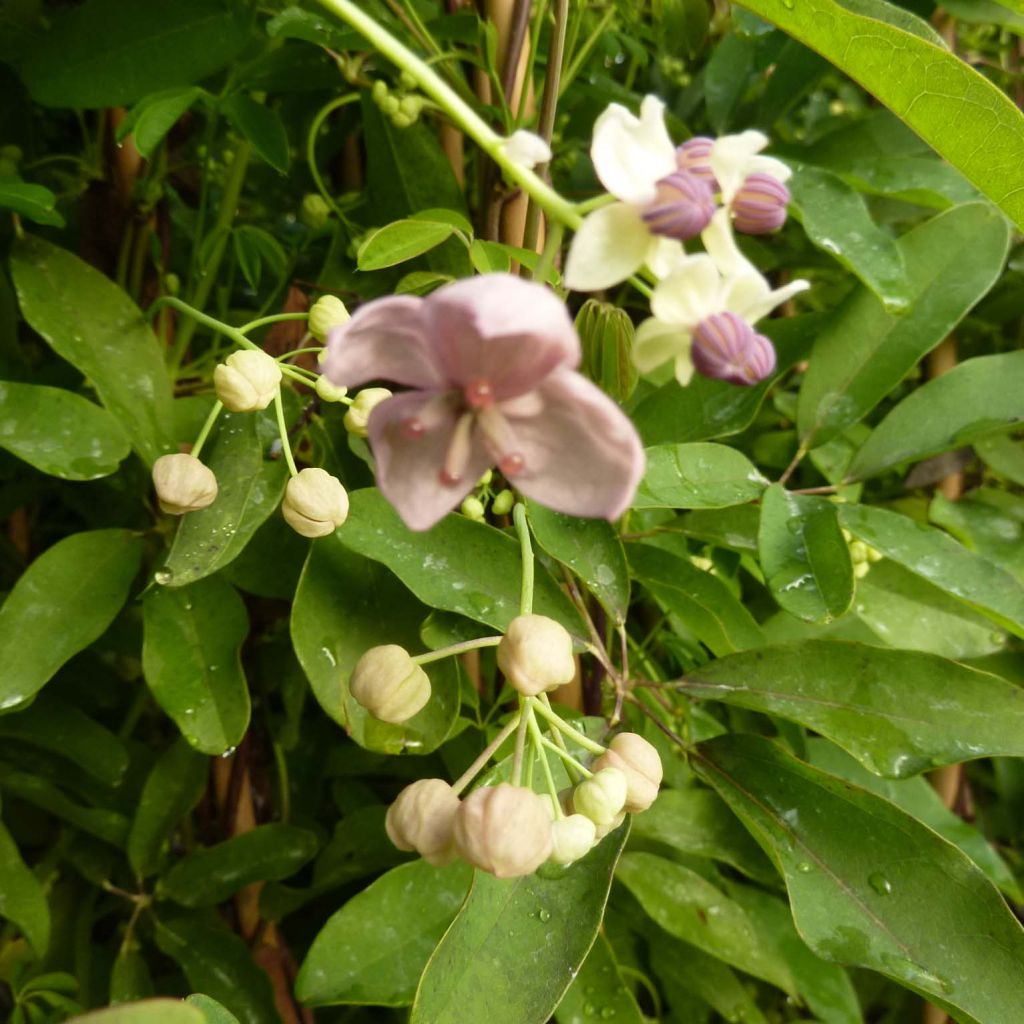 Akebia quinata Silver Bells