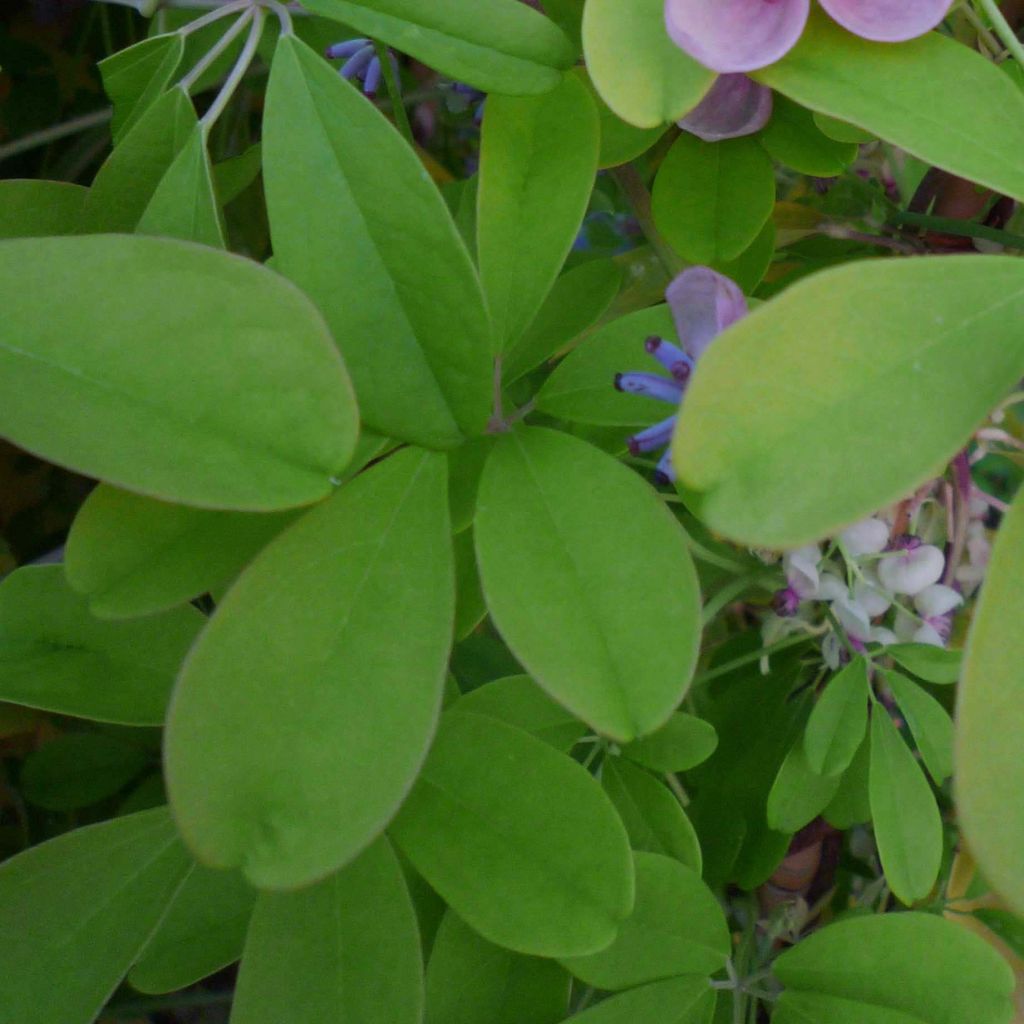 Akebia quinata Silver Bells