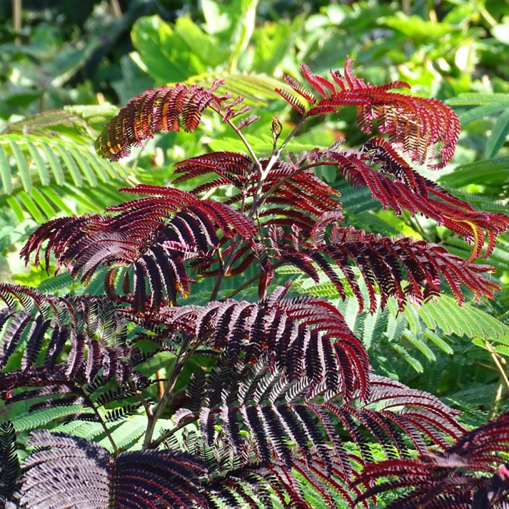 Albizia julibrissin Summer chocolate, arbre de soie