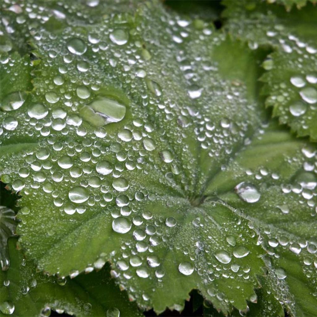 Alchémille commune - Alchemilla mollis