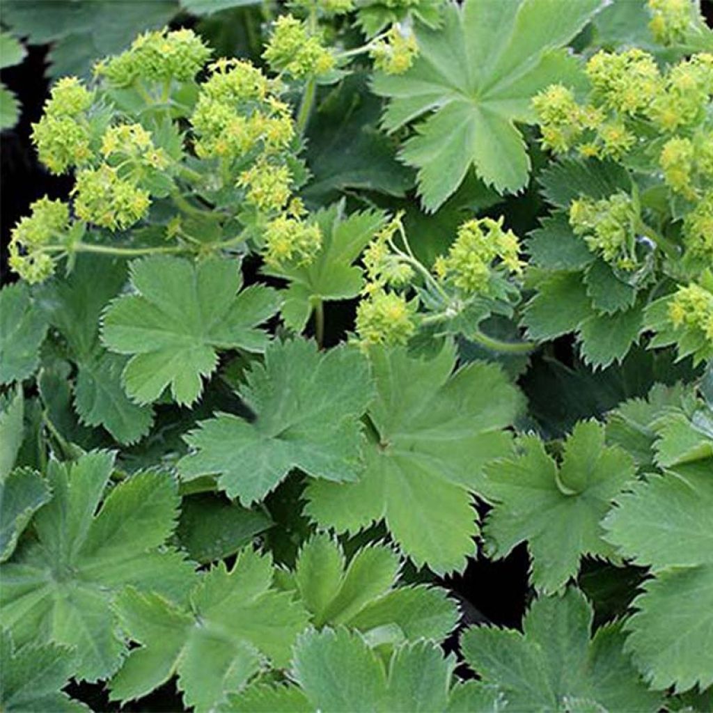 Alchemilla sericata Gold Strike - Alchemille