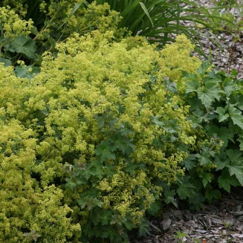 Alchemilla mollis - Alchémille molle - Génial Végétal