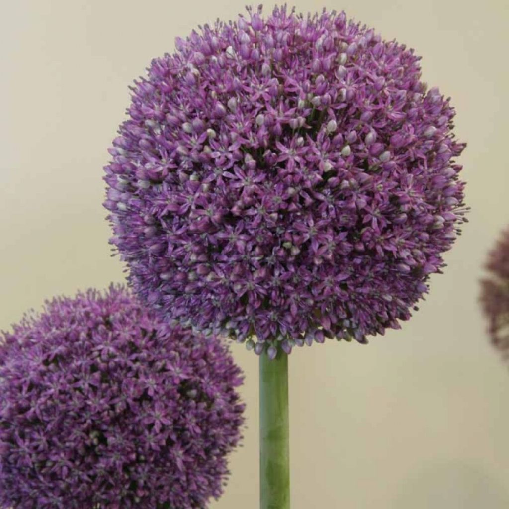 Ail d'ornement - Allium Ambassador