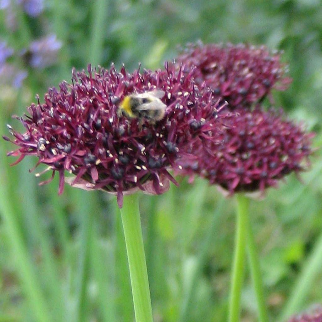 Allium atropurpureum - Ail d'ornement