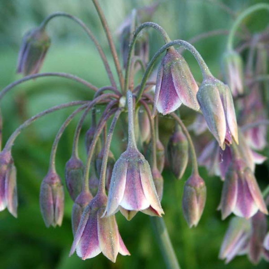 Allium Bulgaricum ou nectaroscordum