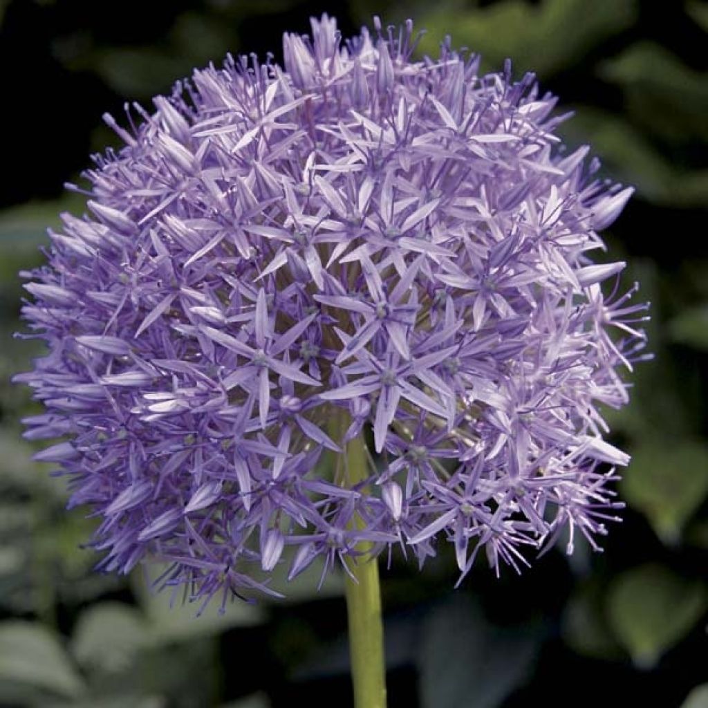 Ail d'ornement - Allium Globemaster