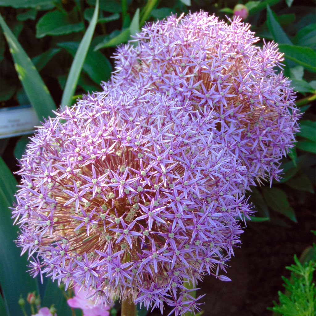 Ail d'ornement - Allium Globemaster