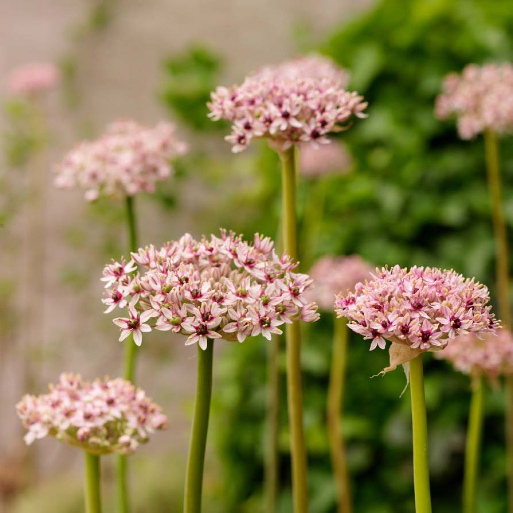 Ail d'ornement - Allium Red Eye