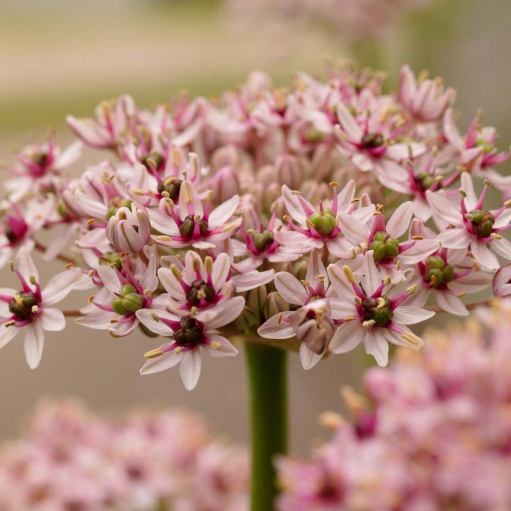 Ail d'ornement - Allium Red Eye