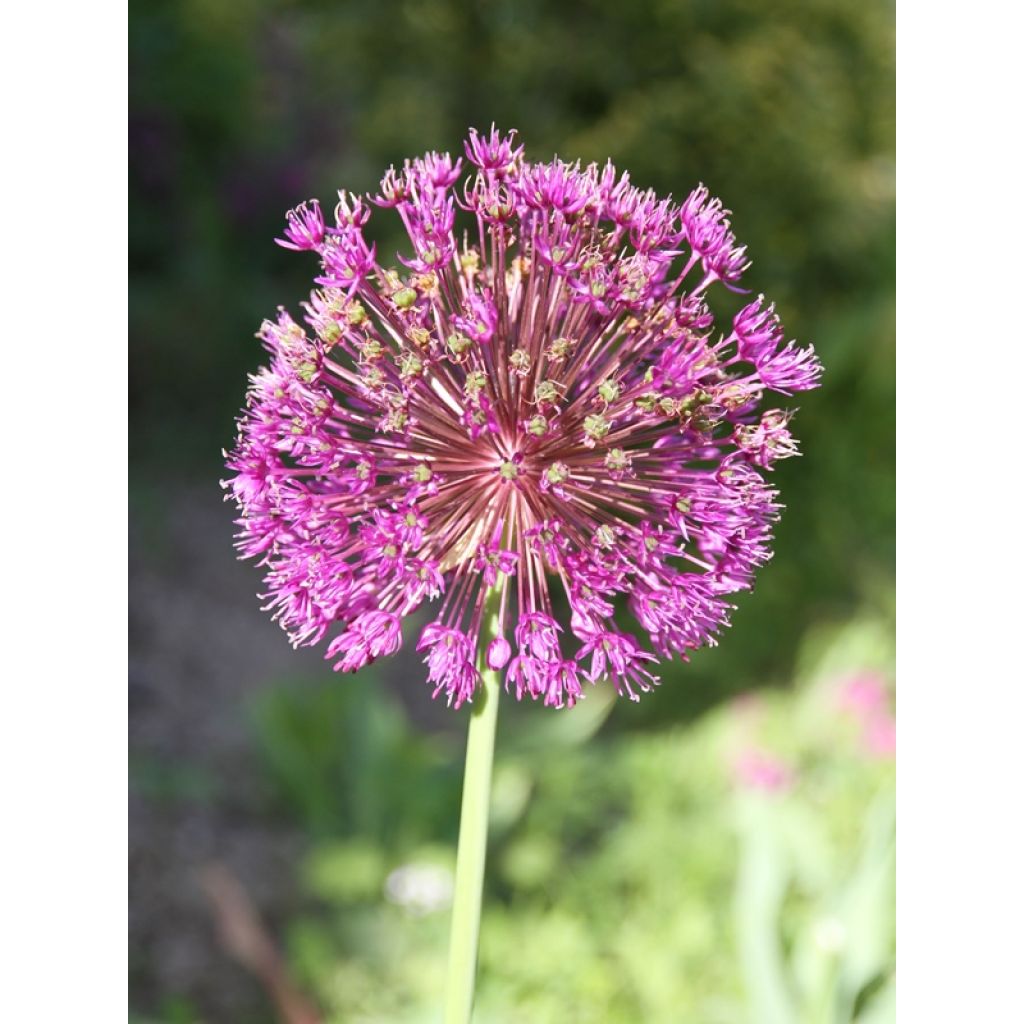 allium purple sensation ail d ornement à fleurs violet pourpre en boule