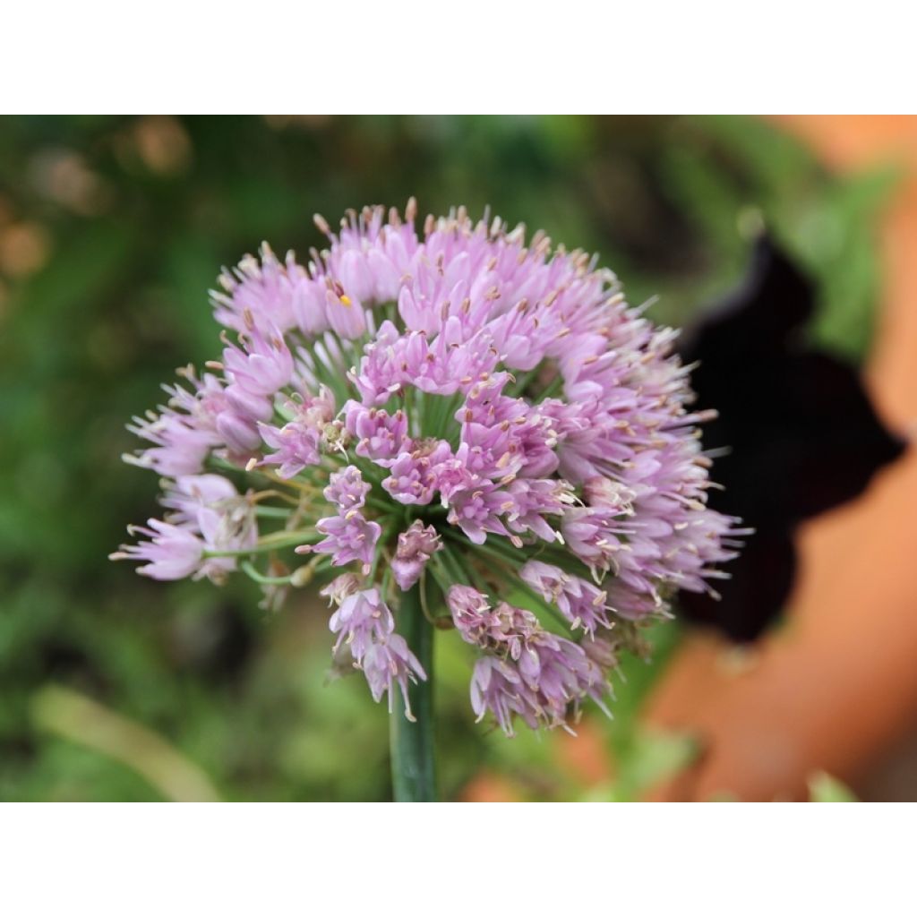 Ail d'ornement - Allium senescens subsp. montanum