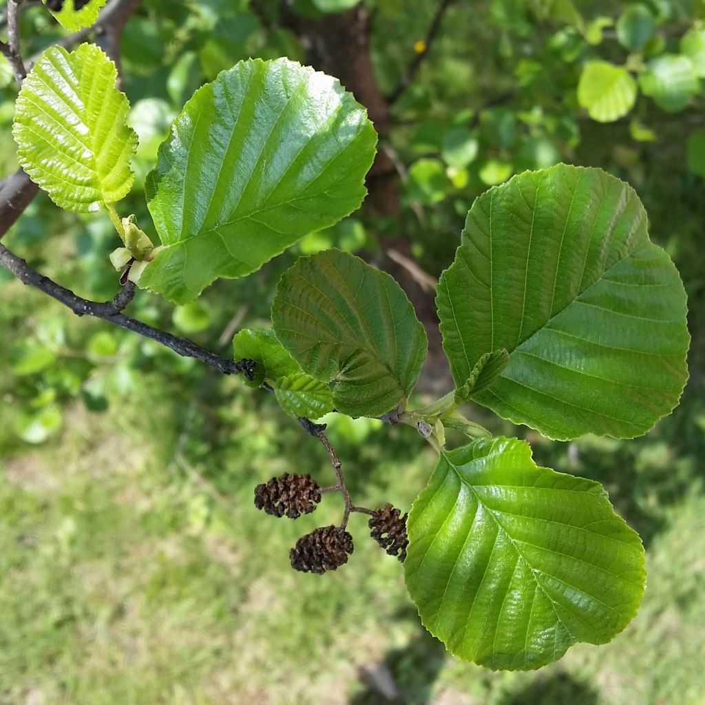 Aulne glutineux - Alnus glutinosa