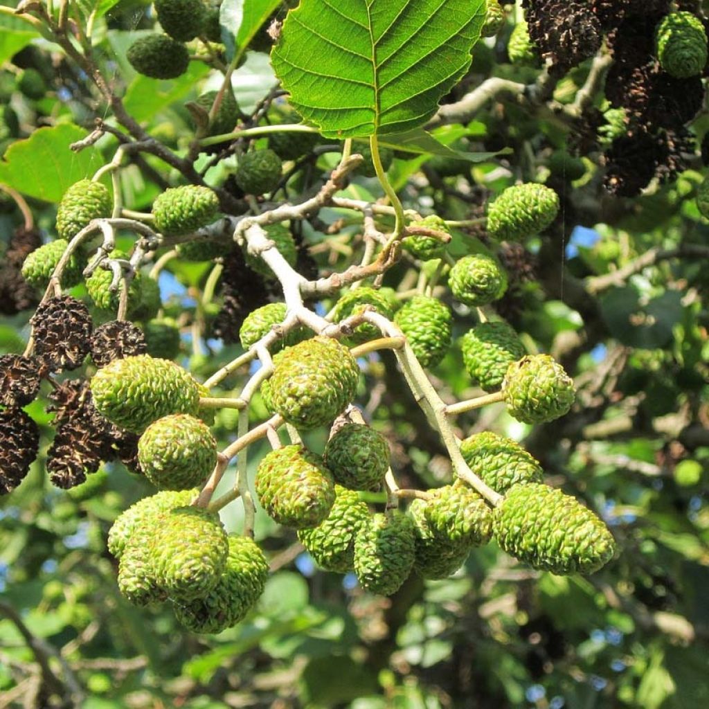 Aulne glutineux - Alnus glutinosa