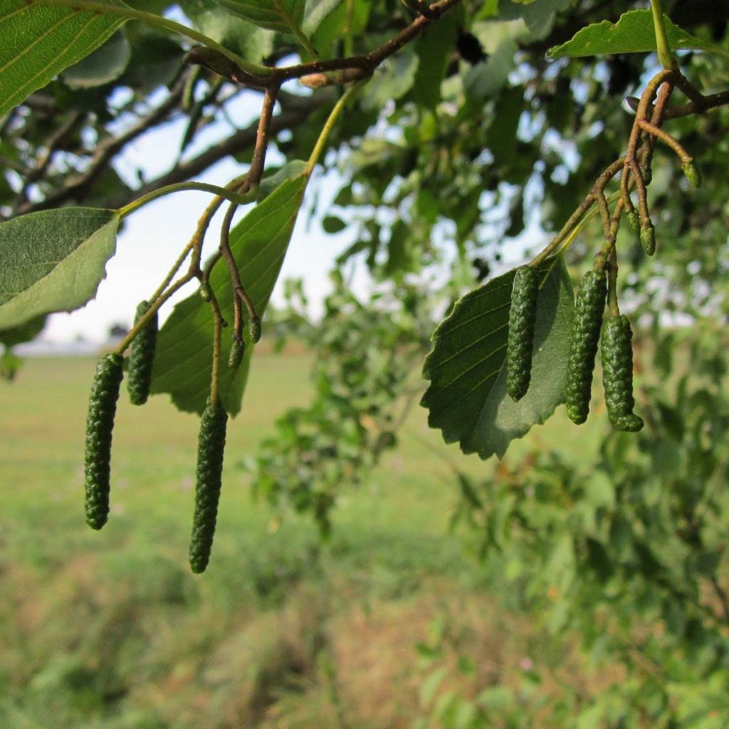 Aulne glutineux - Alnus glutinosa