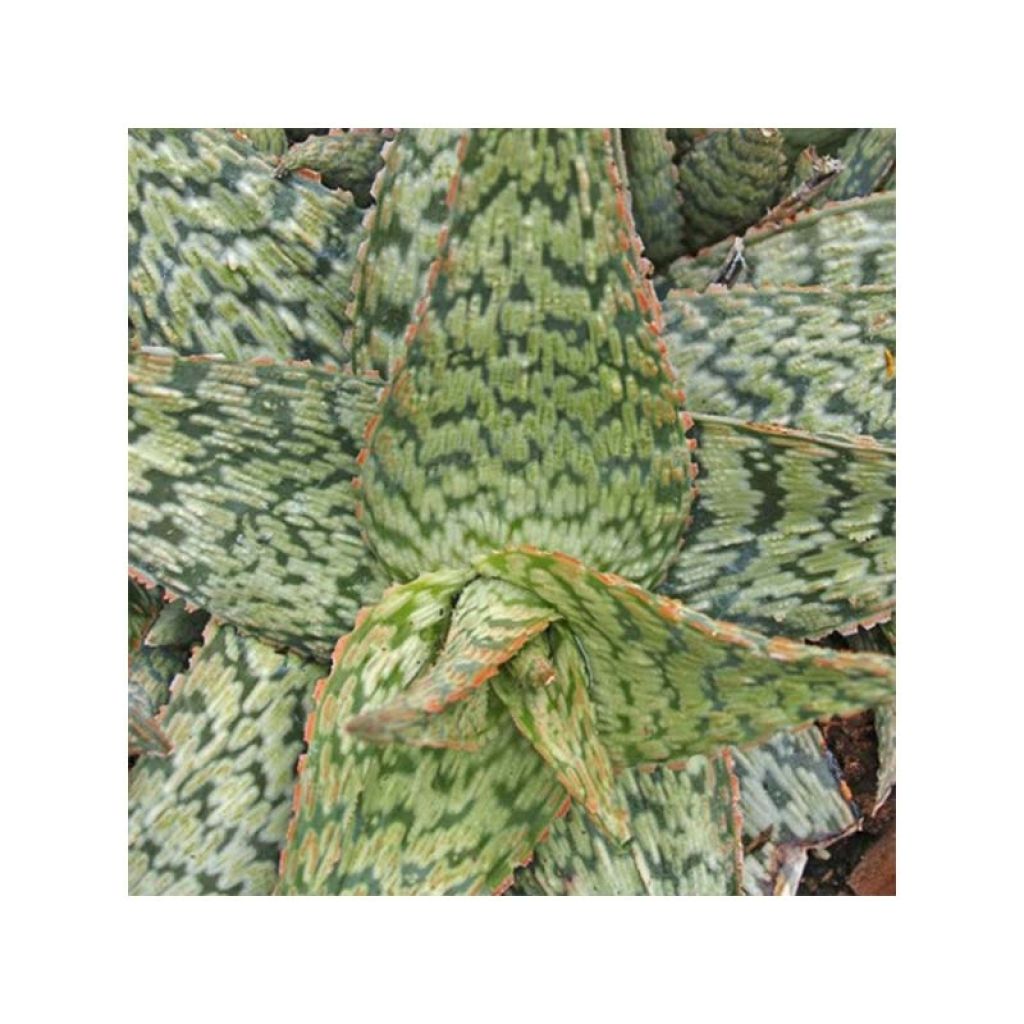 Aloe rauhii Cleopatra - Aloès Snowflake