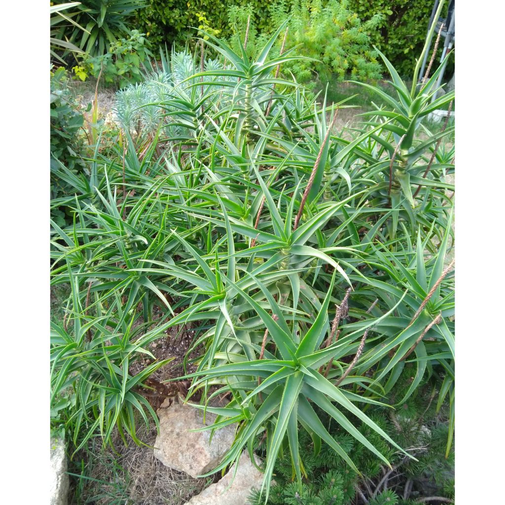 Aloe striatula - Aloès arbustif