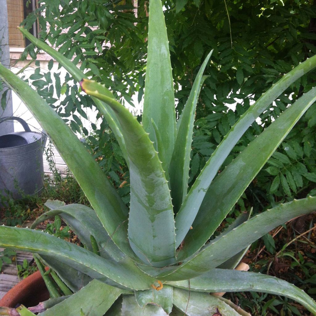 Aloe vera - Aloes des Barbades