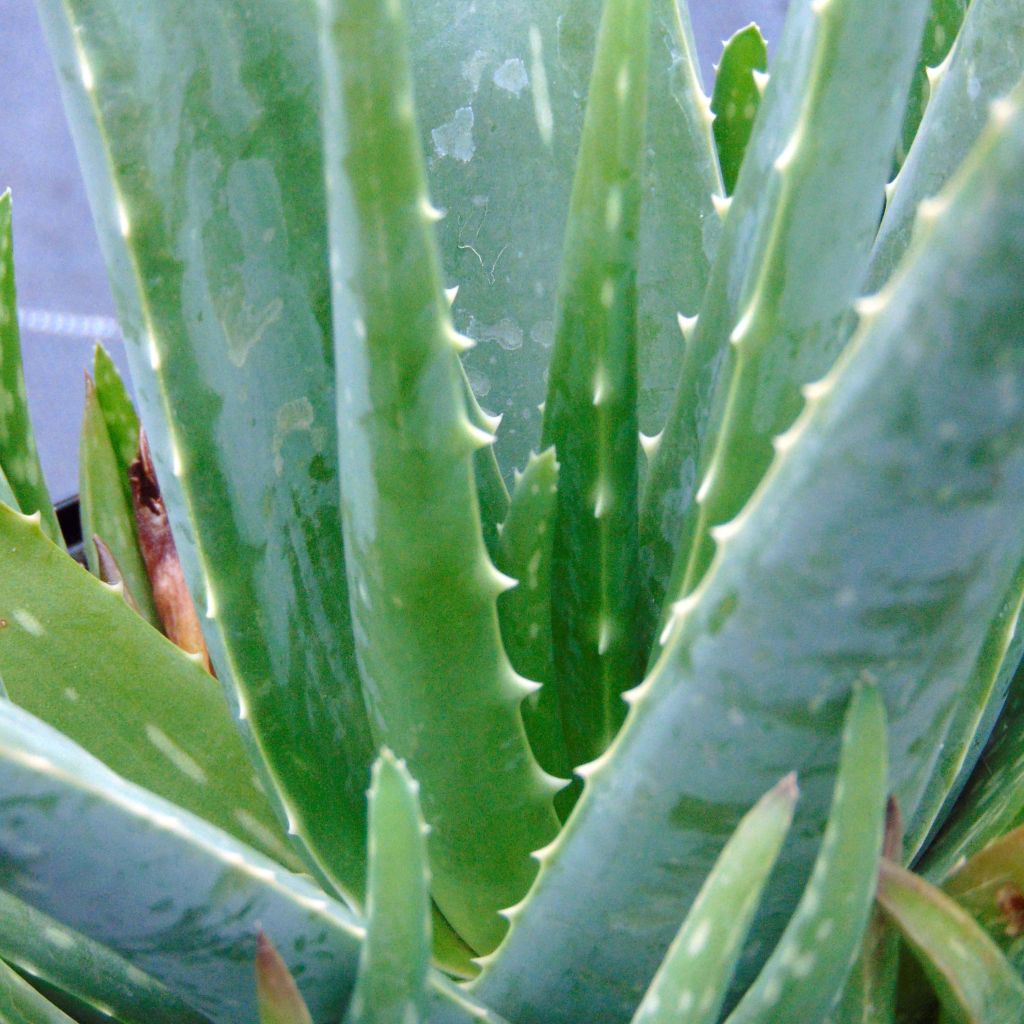 Aloe vera - Aloes des Barbades