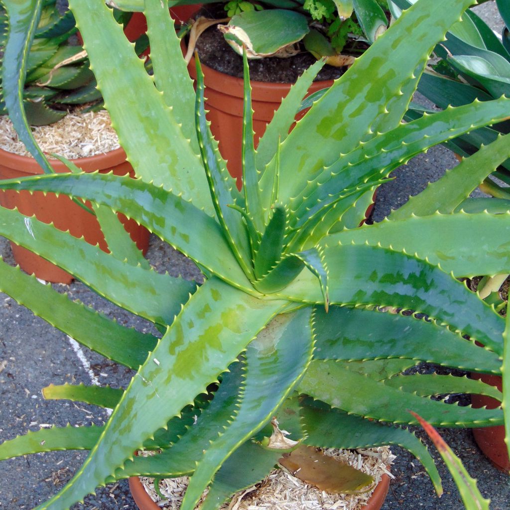 Aloe vera - Aloes des Barbades