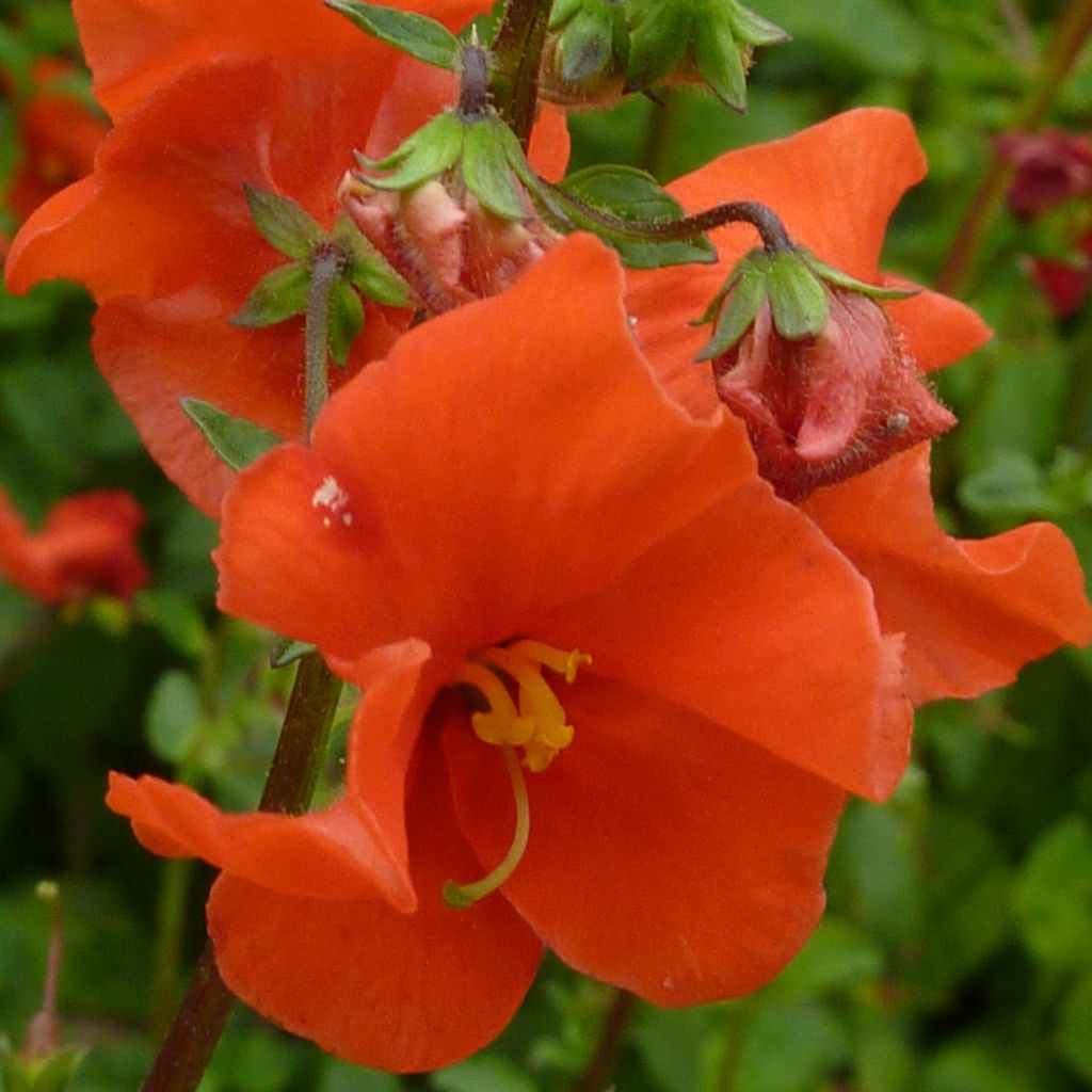 Alonsoa Meridionalis orange