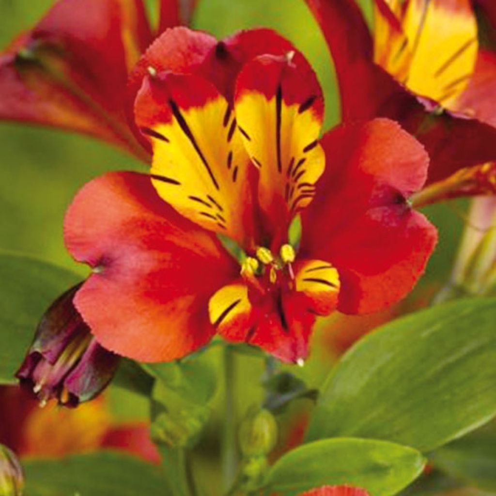 Alstroemère ou Alstroemeria Inca Pulse