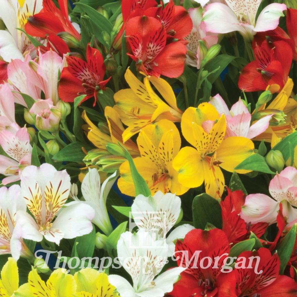 Graines d'Alstroemeria Ligtu Hybrids - Lis des Incas en mélange