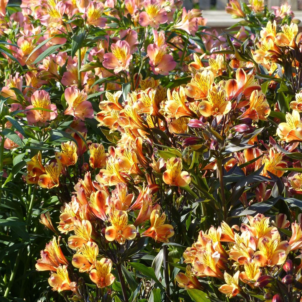 Alstroemeria Indian Summer - Lis des Incas